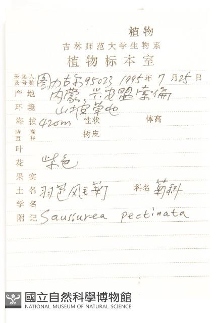 羽苞鳳毛菊藏品圖，第2張