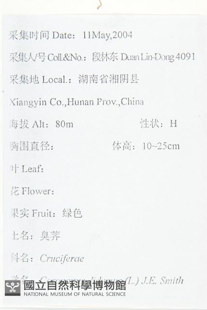 臭濱芥、臭薺藏品圖，第2張