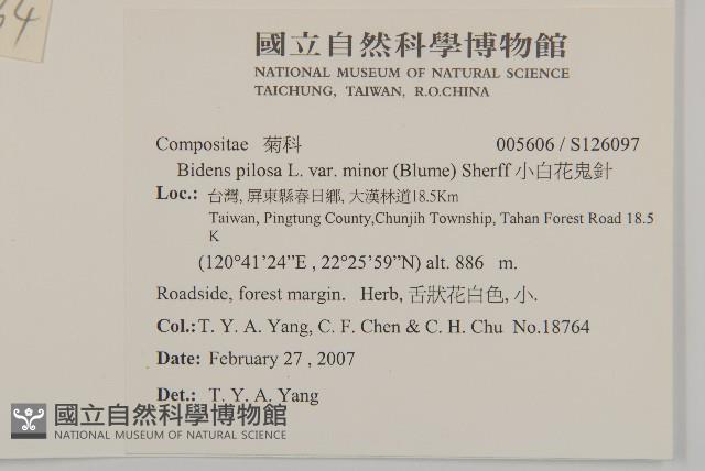 小白花鬼針藏品圖，第2張