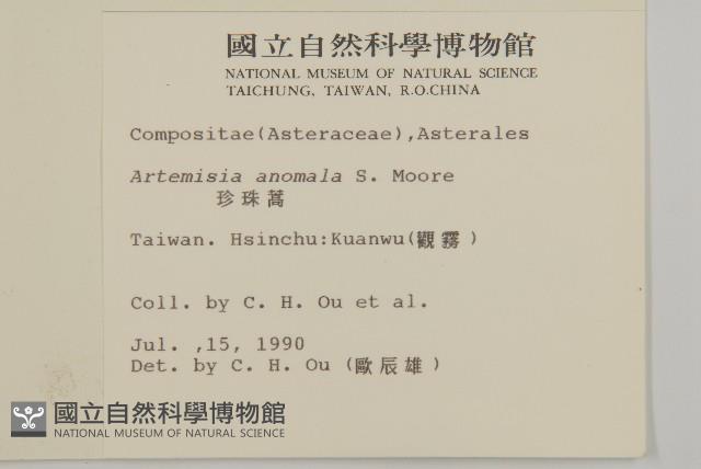 珍珠蒿、奇蒿藏品圖，第2張