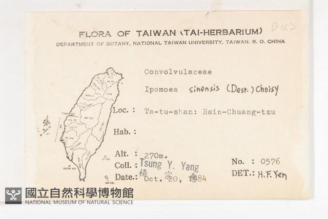 白花牽牛藏品圖，第2張