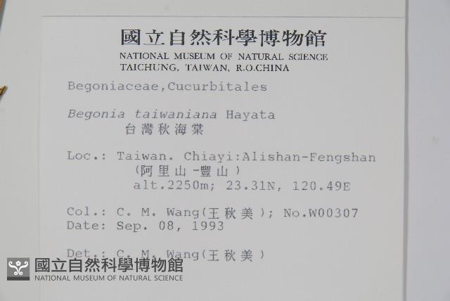 臺灣秋海棠藏品圖，第2張