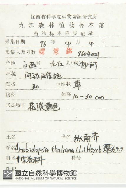 鼠耳芥藏品圖，第2張