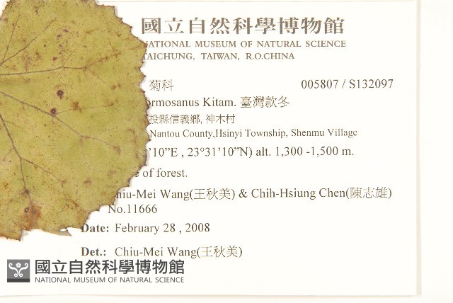 臺灣款冬藏品圖，第2張