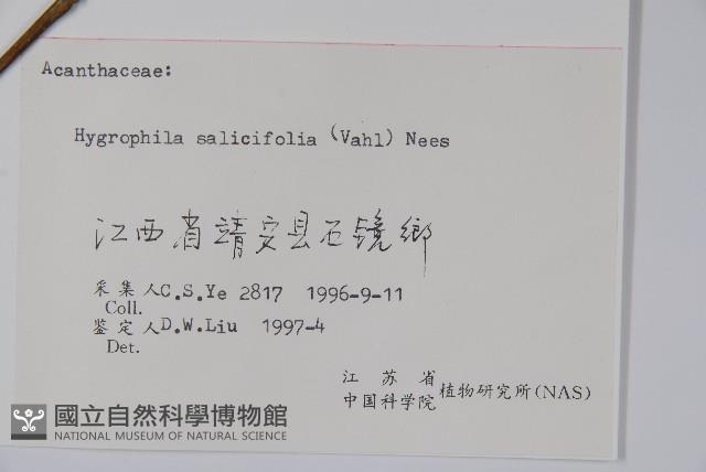 柳葉水蓑衣藏品圖，第2張