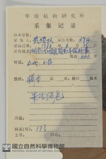 灰葉南蛇藤藏品圖，第2張