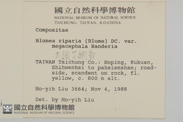 大頭艾納香藏品圖，第2張