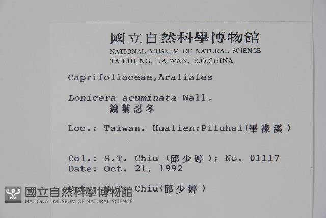 阿里山忍冬、漸尖葉忍冬藏品圖，第2張