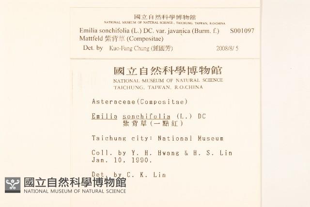 紫背草藏品圖，第2張