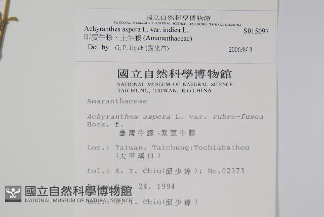 印度牛膝、土牛藤藏品圖，第2張