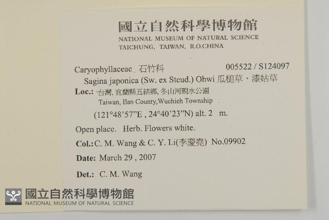 瓜槌草、漆姑草藏品圖，第2張