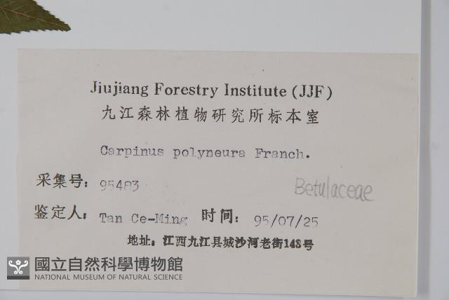 多脈鵝耳櫪藏品圖，第2張