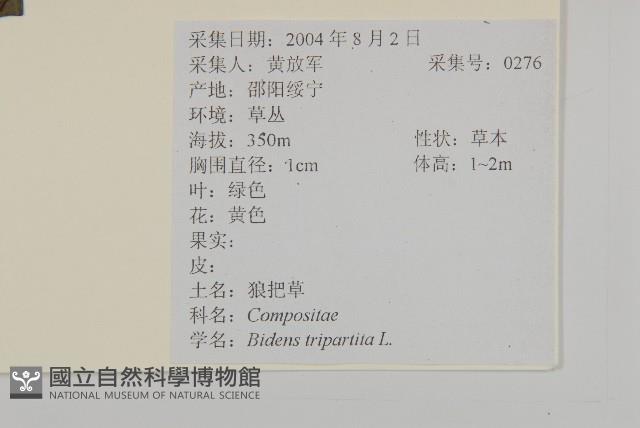 狼把草藏品圖，第2張