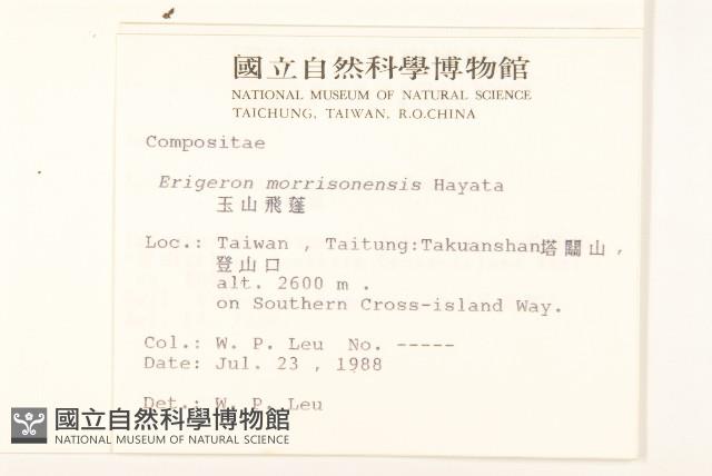 玉山飛蓬藏品圖，第2張