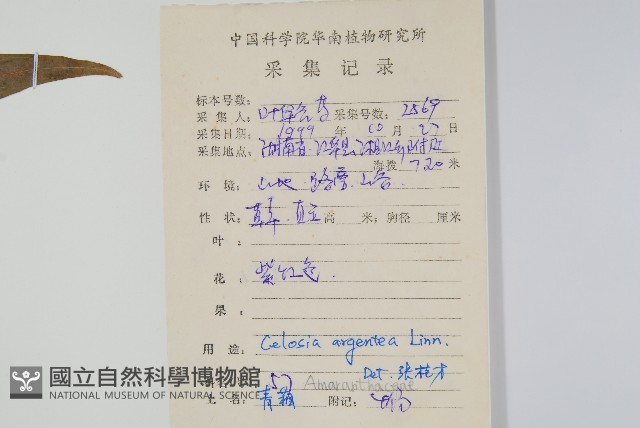 青葙藏品圖，第2張