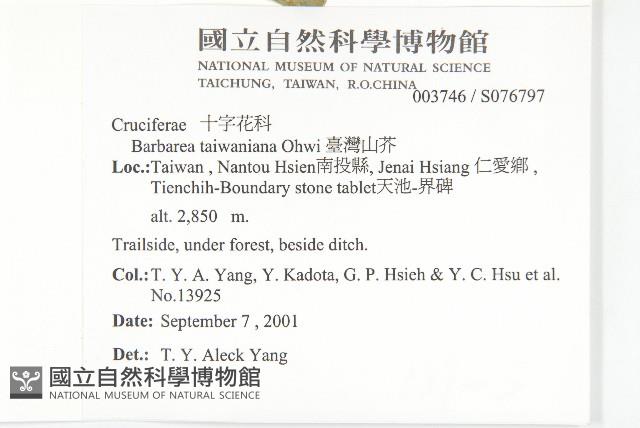 臺灣山芥菜藏品圖，第2張