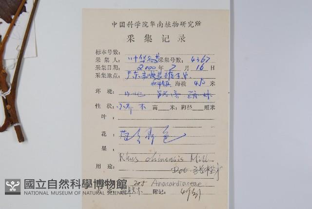 鹽膚木藏品圖，第2張