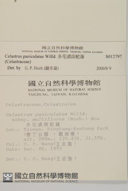 多花滇南蛇藤藏品圖，第2張