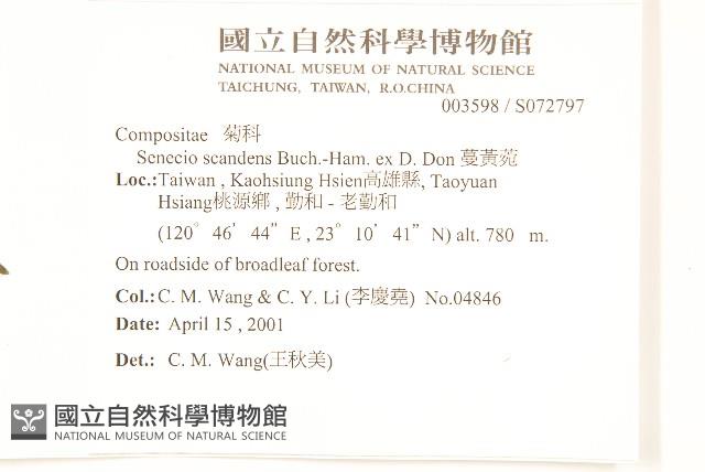 蔓黃菀藏品圖，第2張