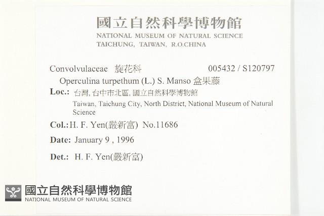 盒果藤藏品圖，第2張