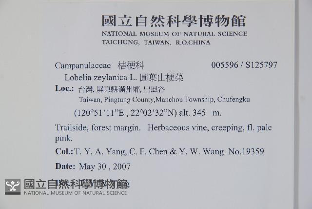 圓葉山梗菜藏品圖，第2張