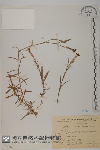 玉山石竹藏品圖，第1張