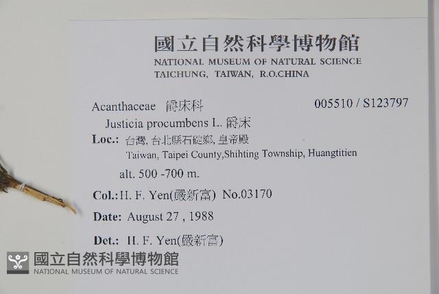 爵床藏品圖，第2張