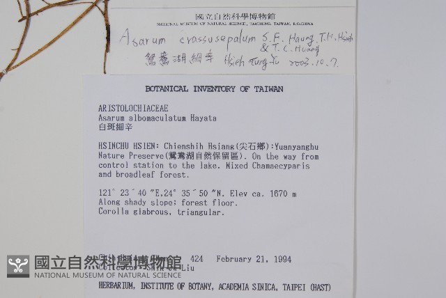 鴛鴦湖細辛藏品圖，第2張