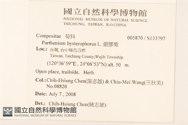 銀膠菊藏品圖，第2張