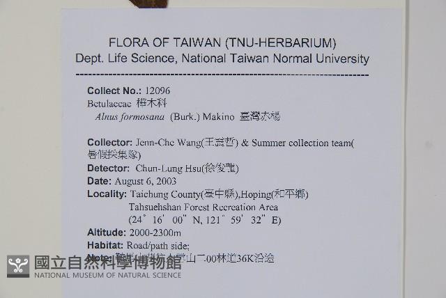 臺灣赤楊、臺灣榿木藏品圖，第2張