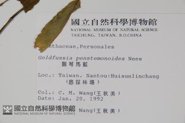 腺萼馬藍藏品圖，第2張