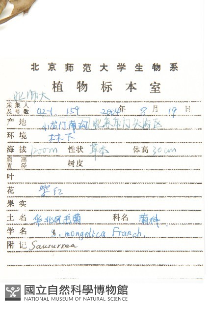 華北鳳毛菊藏品圖，第2張