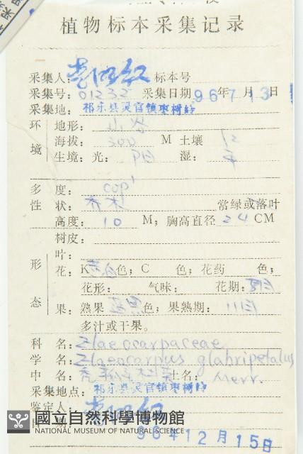 禿瓣杜英藏品圖，第2張