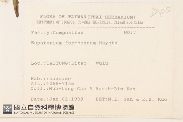 臺灣澤蘭藏品圖，第2張