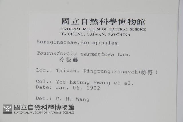 冷飯藤藏品圖，第2張