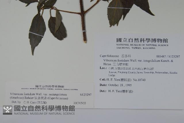 狹葉莢迷藏品圖，第2張