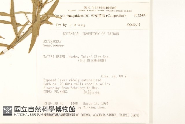 窄葉黃菀藏品圖，第2張