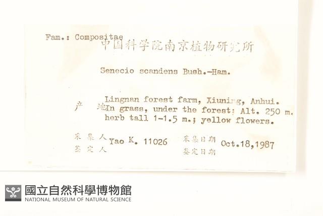 蔓黃菀藏品圖，第2張