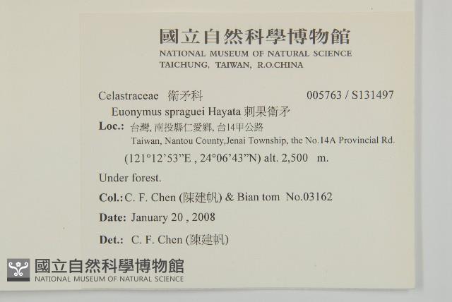 刺果衛矛藏品圖，第2張