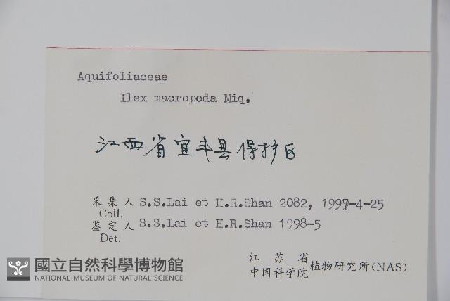 大柄冬青藏品圖，第2張