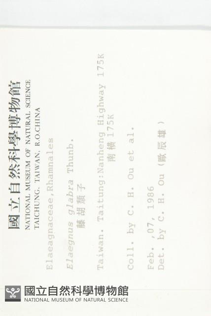 藤胡頹子藏品圖，第2張