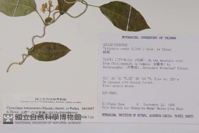臺灣牛皮消、臺灣白薇藏品圖，第2張
