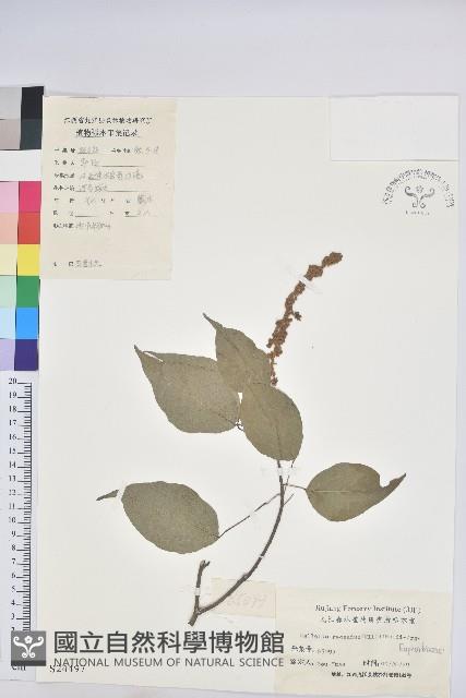 扛香藤藏品圖，第1張