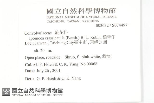 樹牽牛藏品圖，第2張