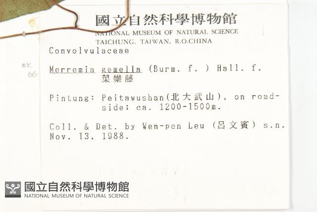 菜欒藤藏品圖，第2張