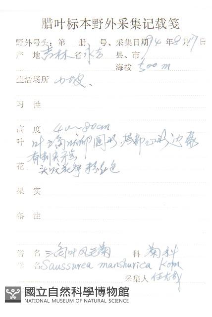 東北鳳毛菊藏品圖，第2張