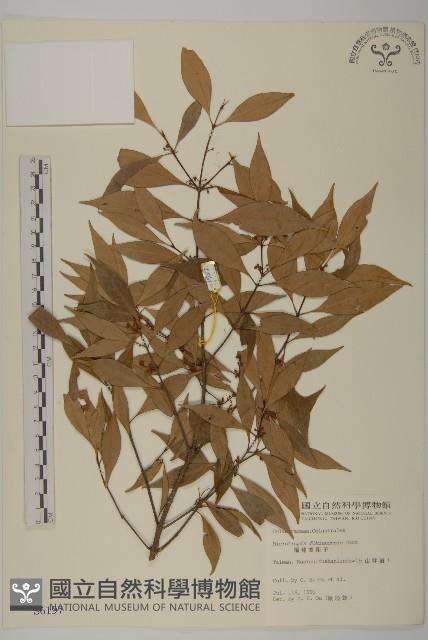 福建賽衛矛、福建假衛矛藏品圖，第1張