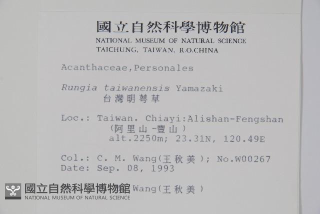 臺灣明萼草藏品圖，第2張