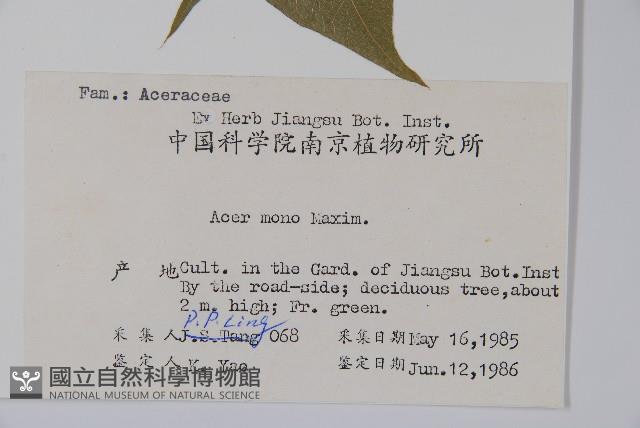 元寶楓, 地錦槭藏品圖，第2張