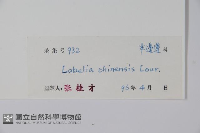 半邊蓮、鐮磨仔草藏品圖，第2張